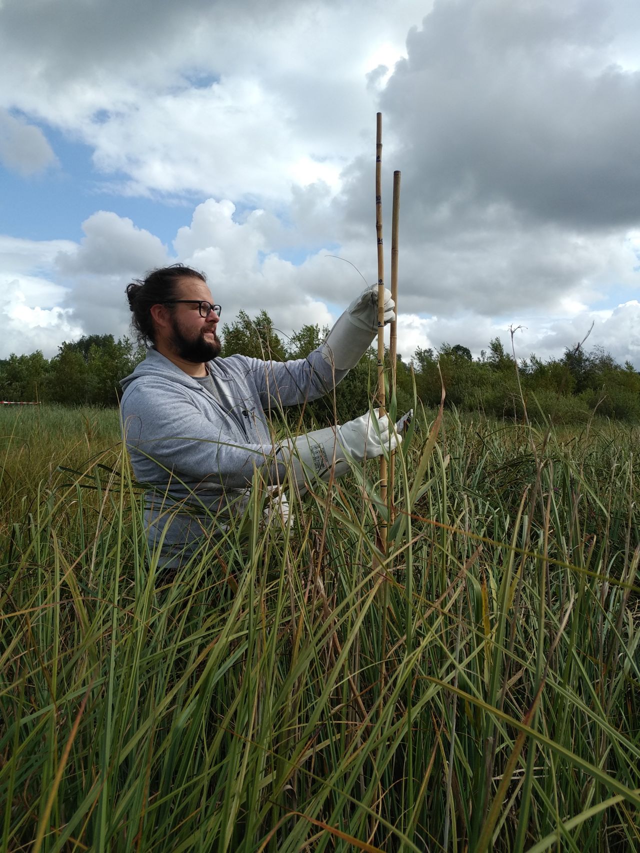 Suivi des cladiaies sur les sites du programme Life Anthropofens © A.  Janczak 