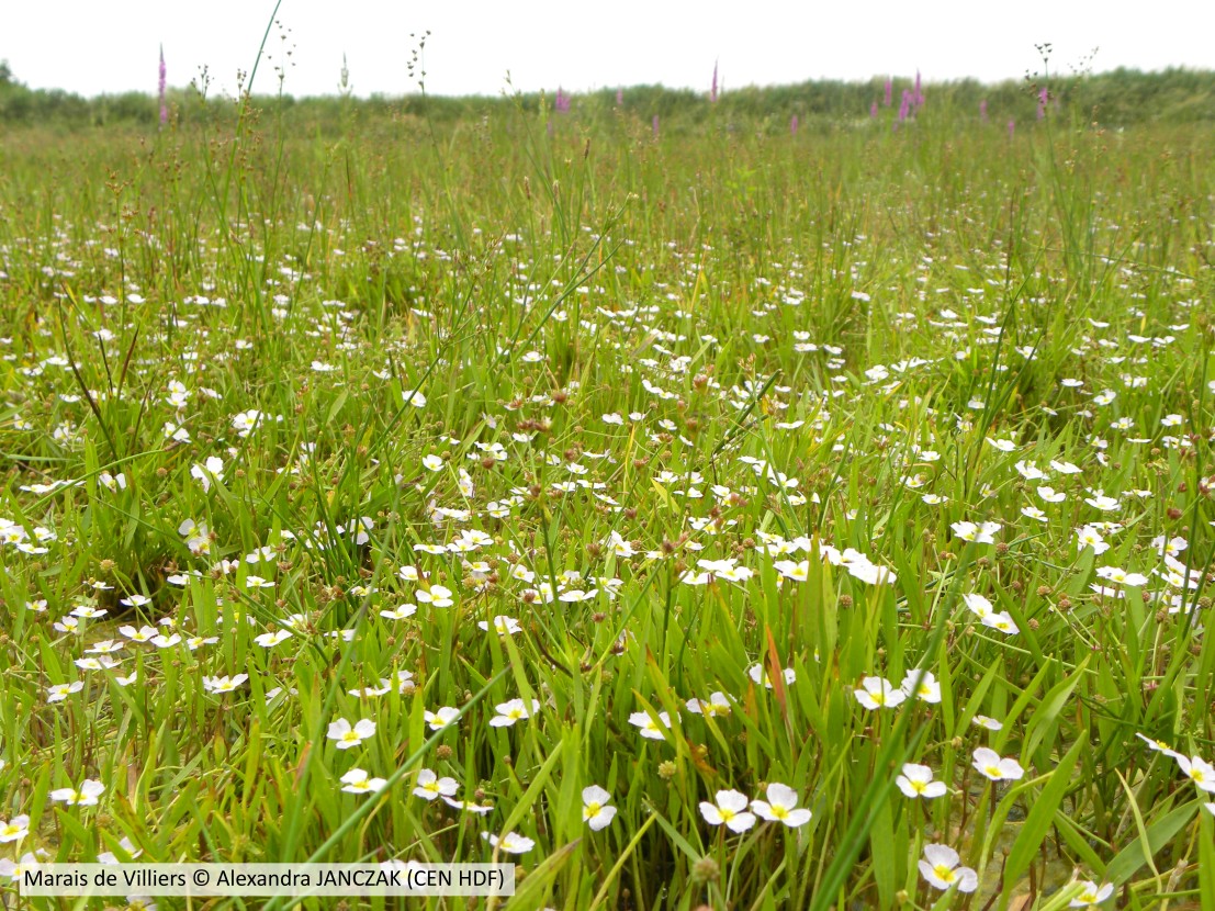 20200703 Villiers CENHDF A JANCZAK