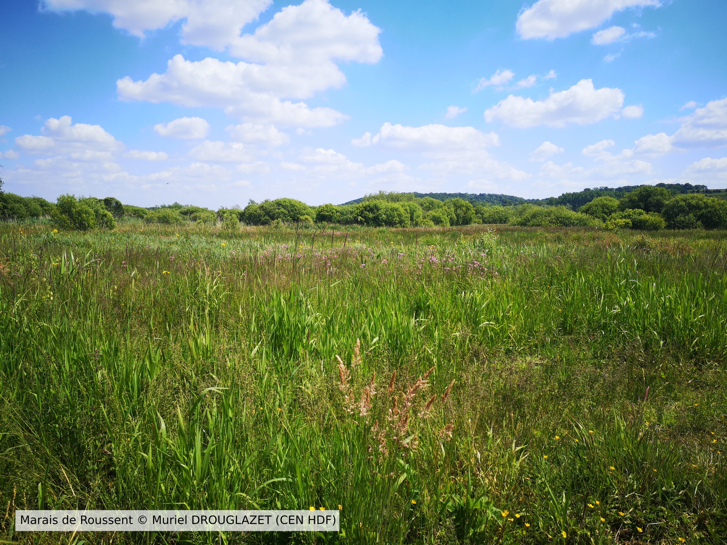 20200515 Roussent CENHDF M DROUGLAZET Leg