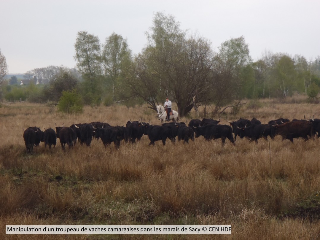 20170402 Manipulation Troupeau CENP (1)