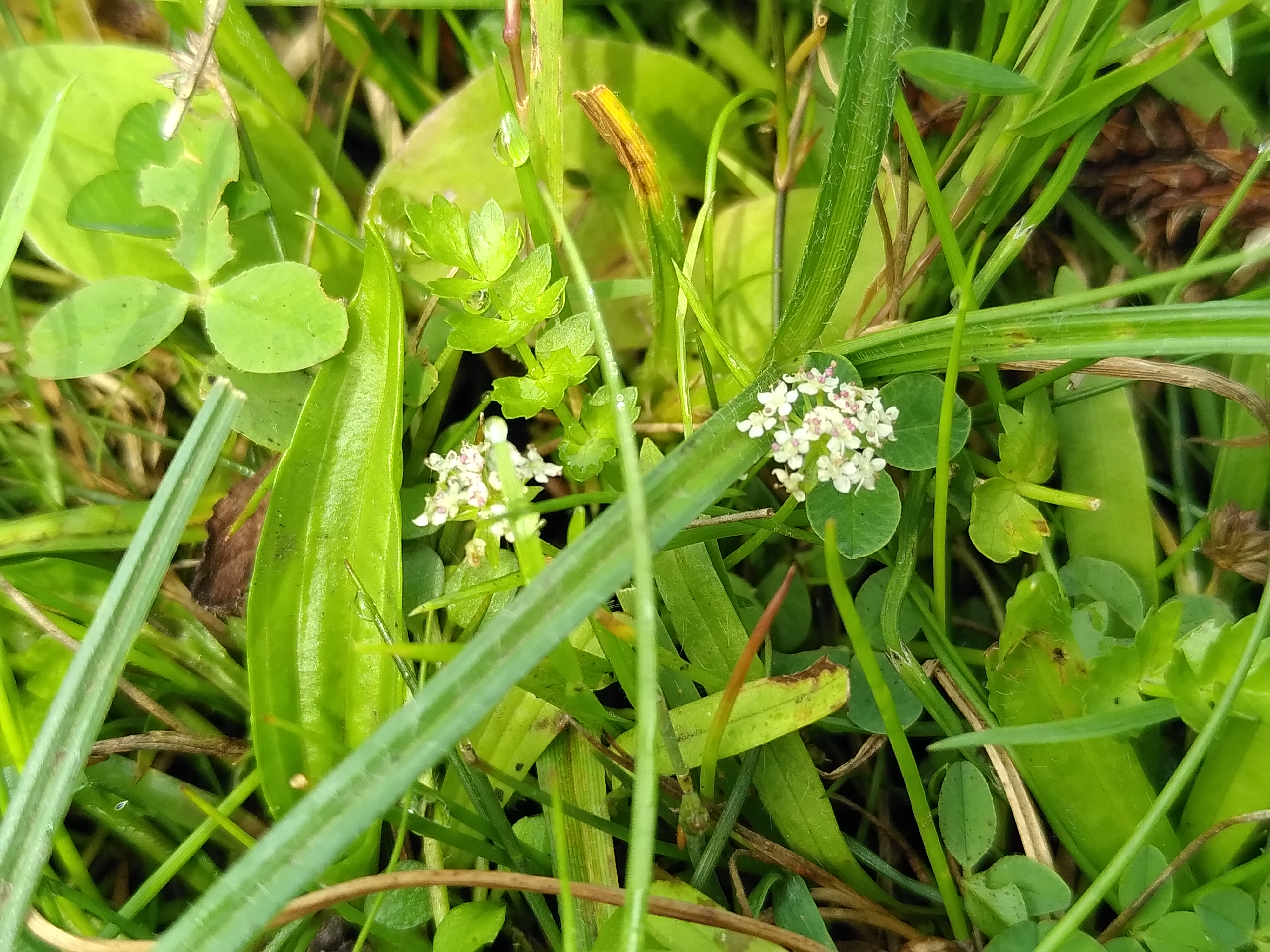 Ache rampante - Helosciadium repens