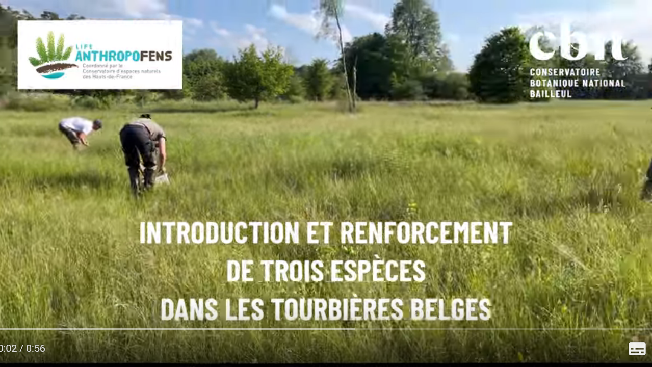 Introduction et renforcement de 3 espèces dans les tourbières belges