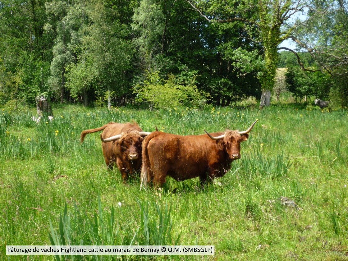 20100615 Highlandcattlemaraisbernay SMBSGLP QM Leg (1)