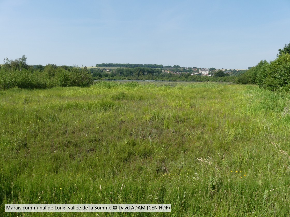 20170621 Long CENP D ADAM (1)