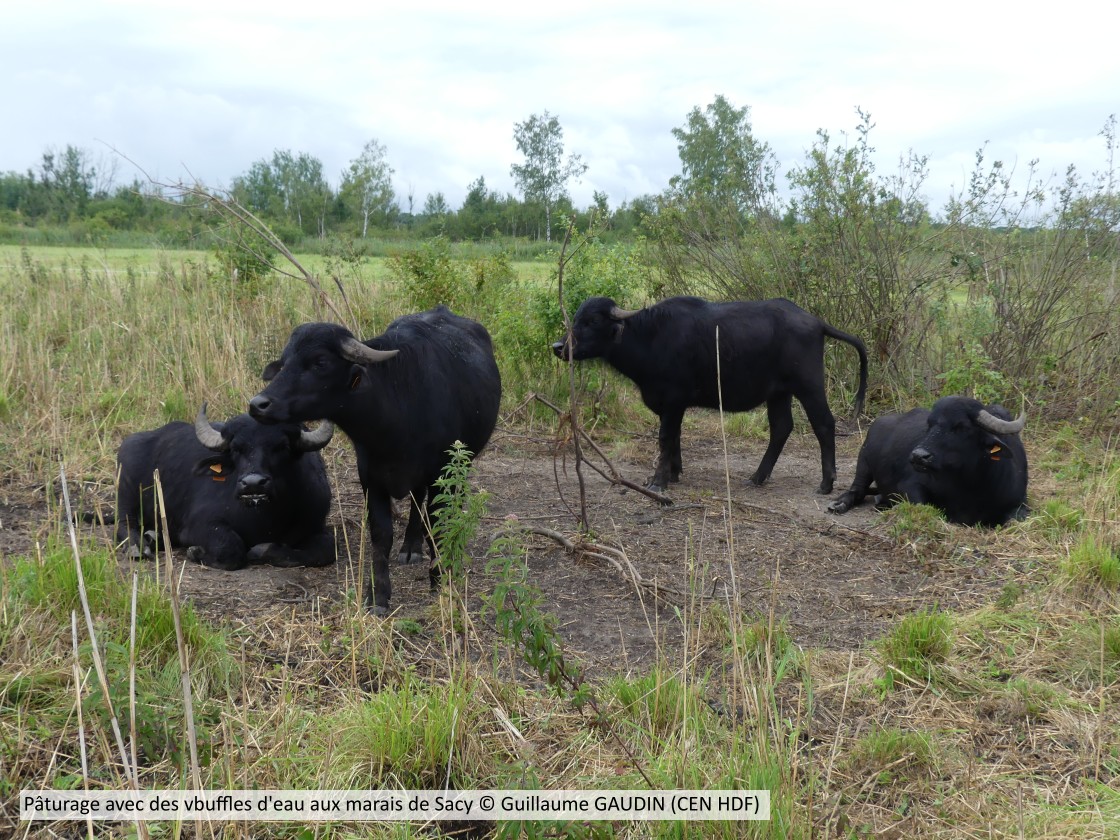 20200710 Buffleseausacy CENHDF G GAUDIN