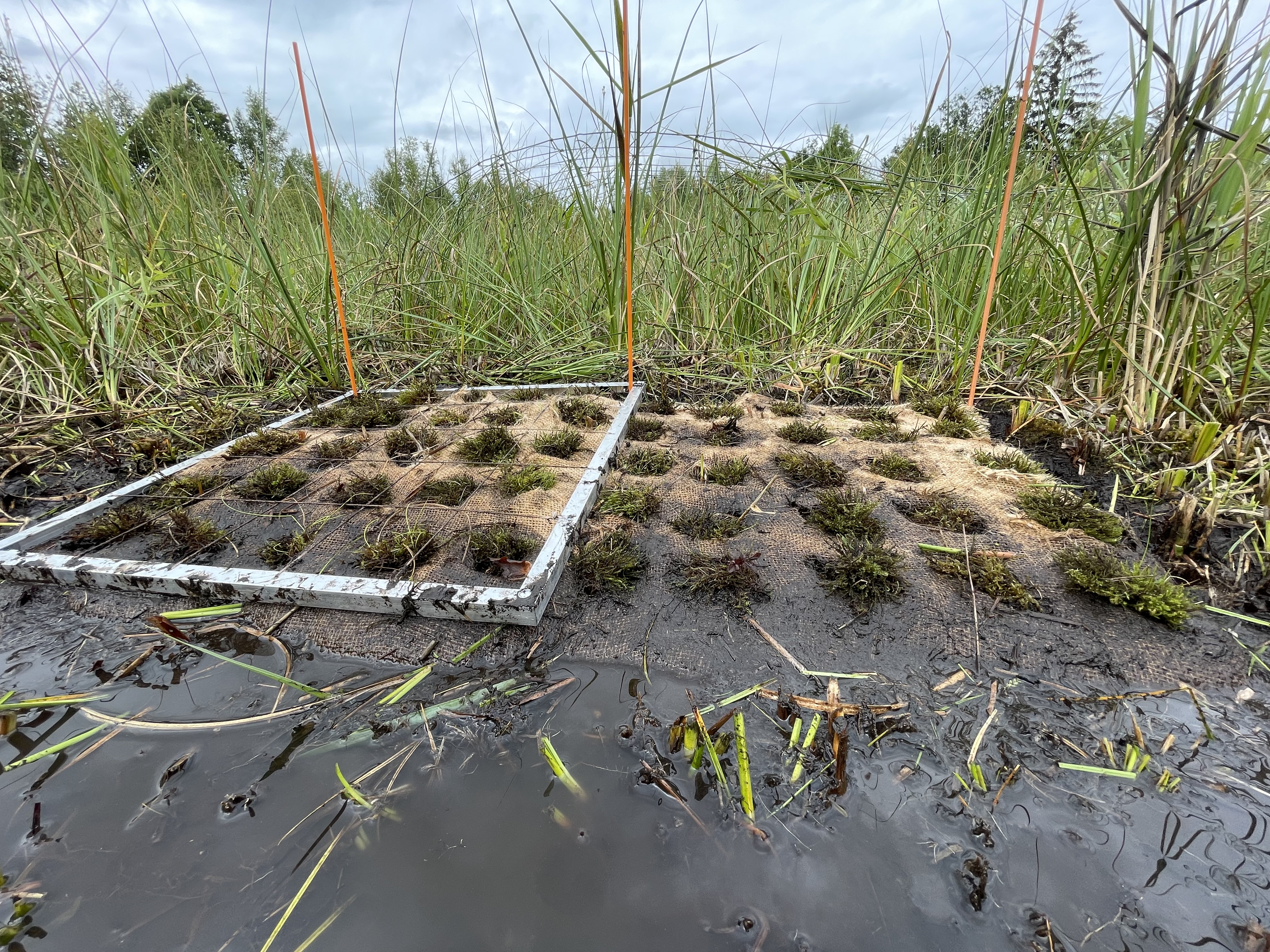Réintroduction de mousses brunes dans les tourbières des marais de la souche © R. Coulombel