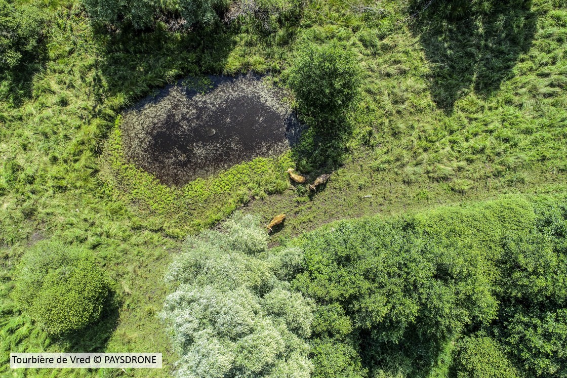 20180627 TOURBIERE VRED PAYSDRONE B BOSILO (1)