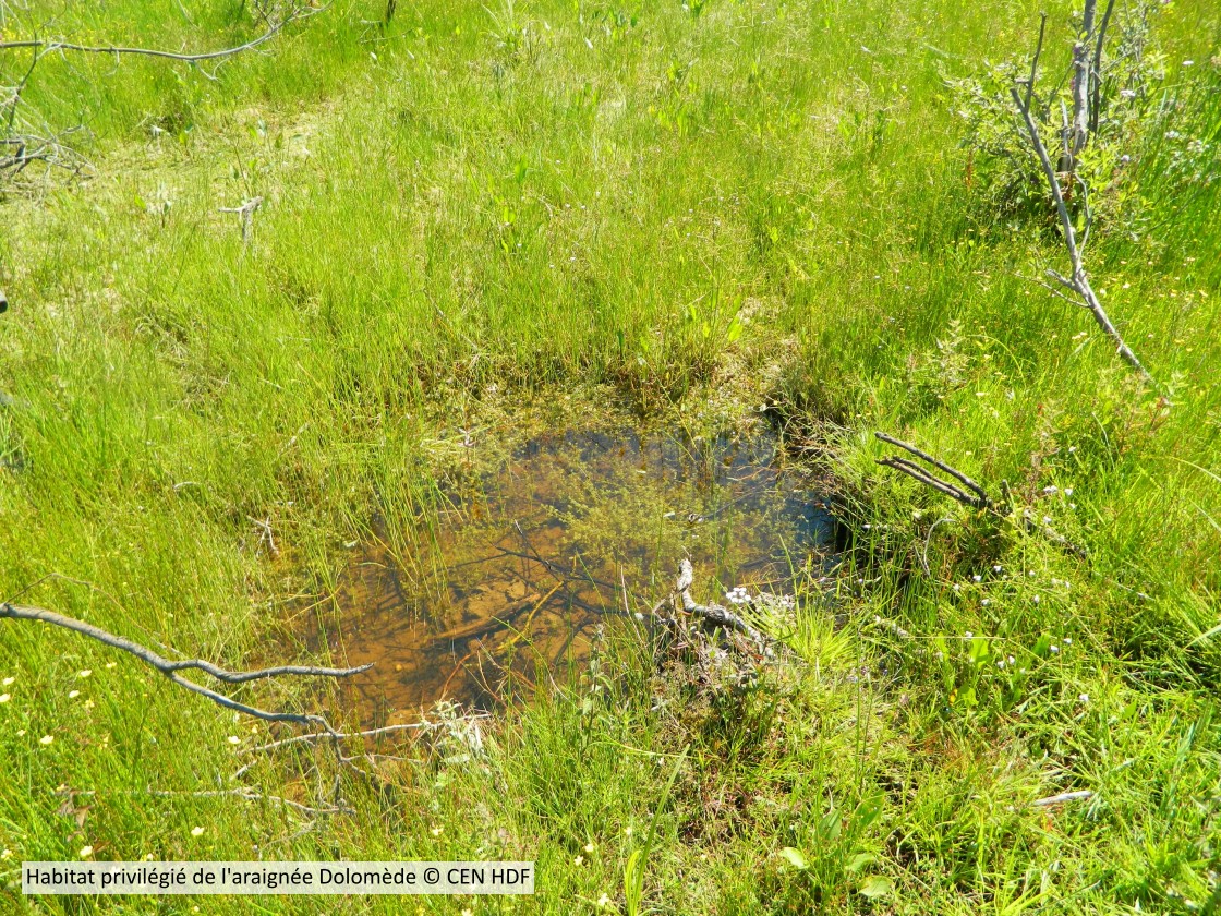 20120724 Habitatdolodemes CENP