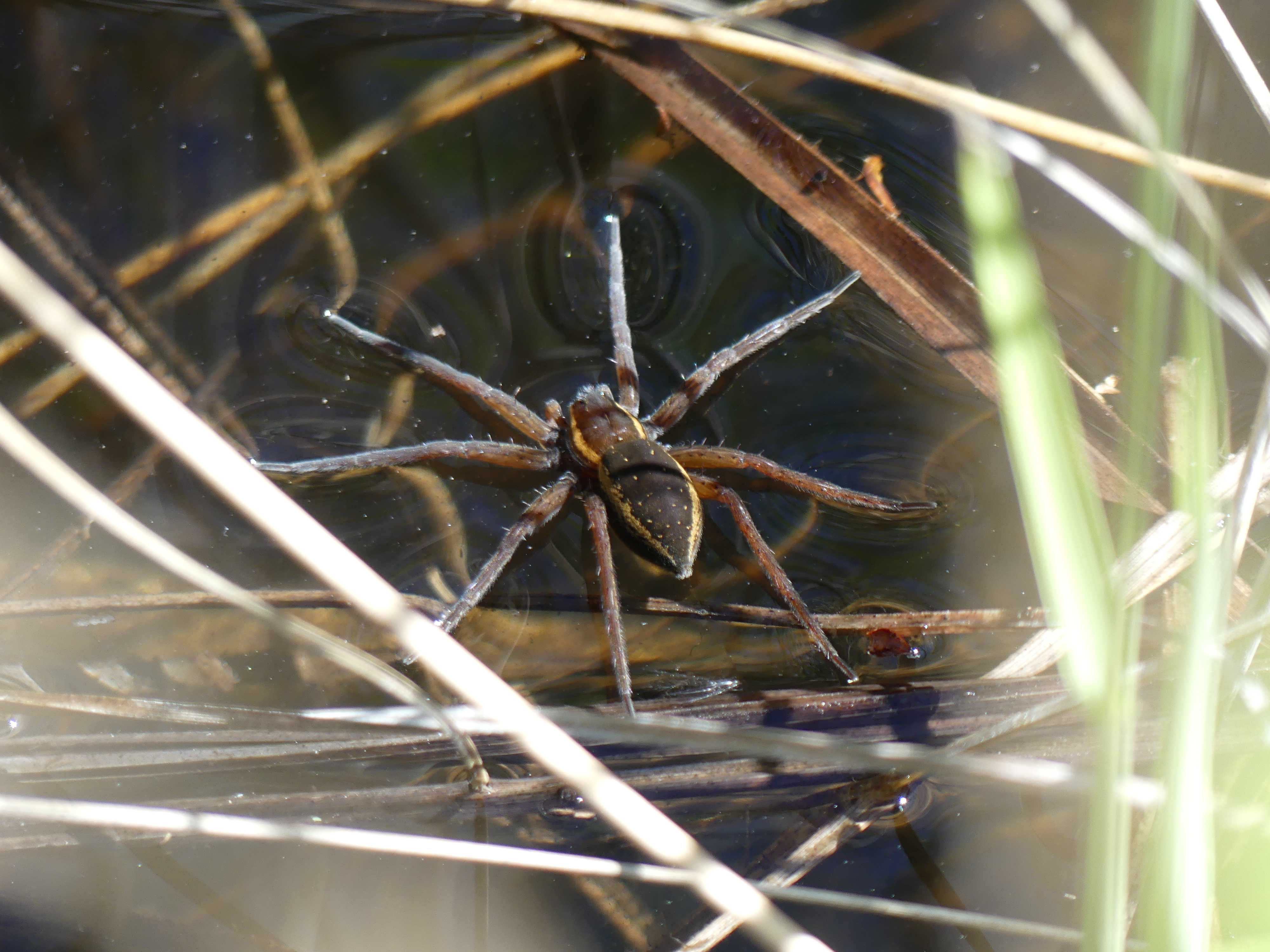 Dolomède des roseaux © G. Gaudin