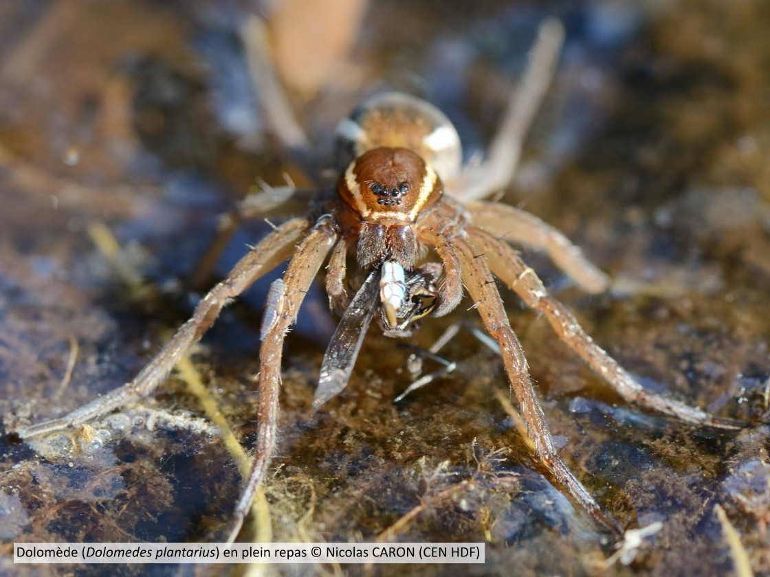 20200512 Dolomedesplantarius CENP N CARON